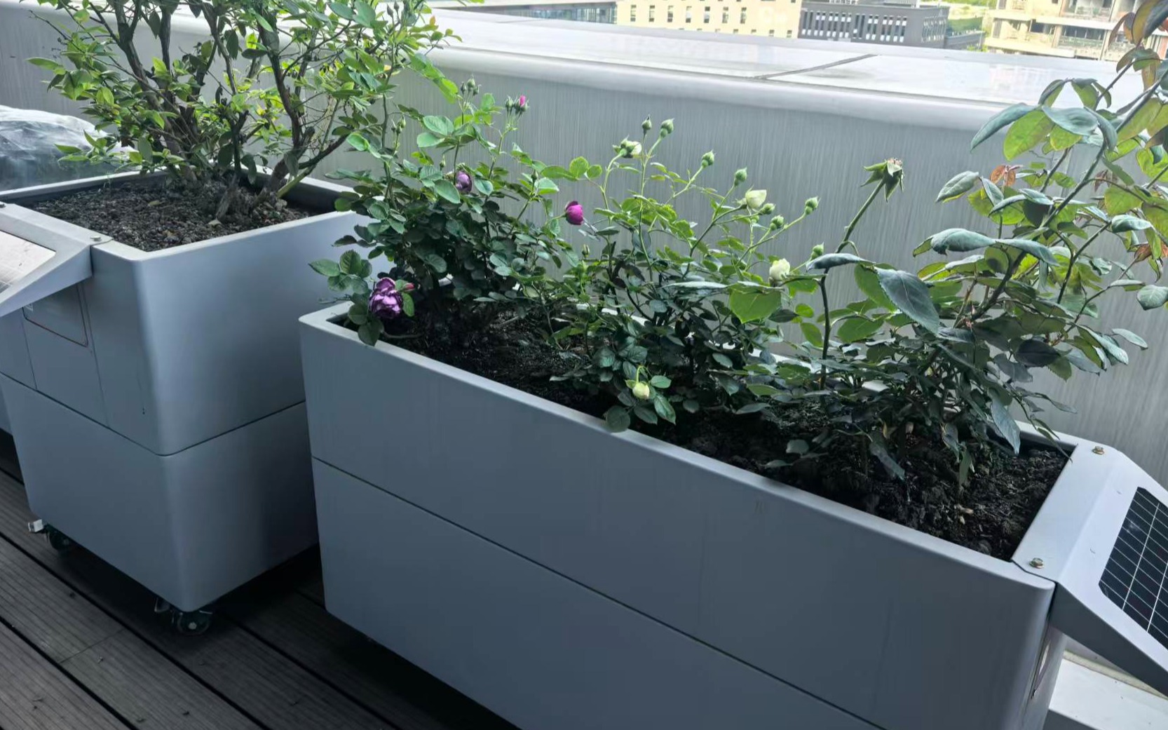Rooftop garden built with XiaoOu Box planters
