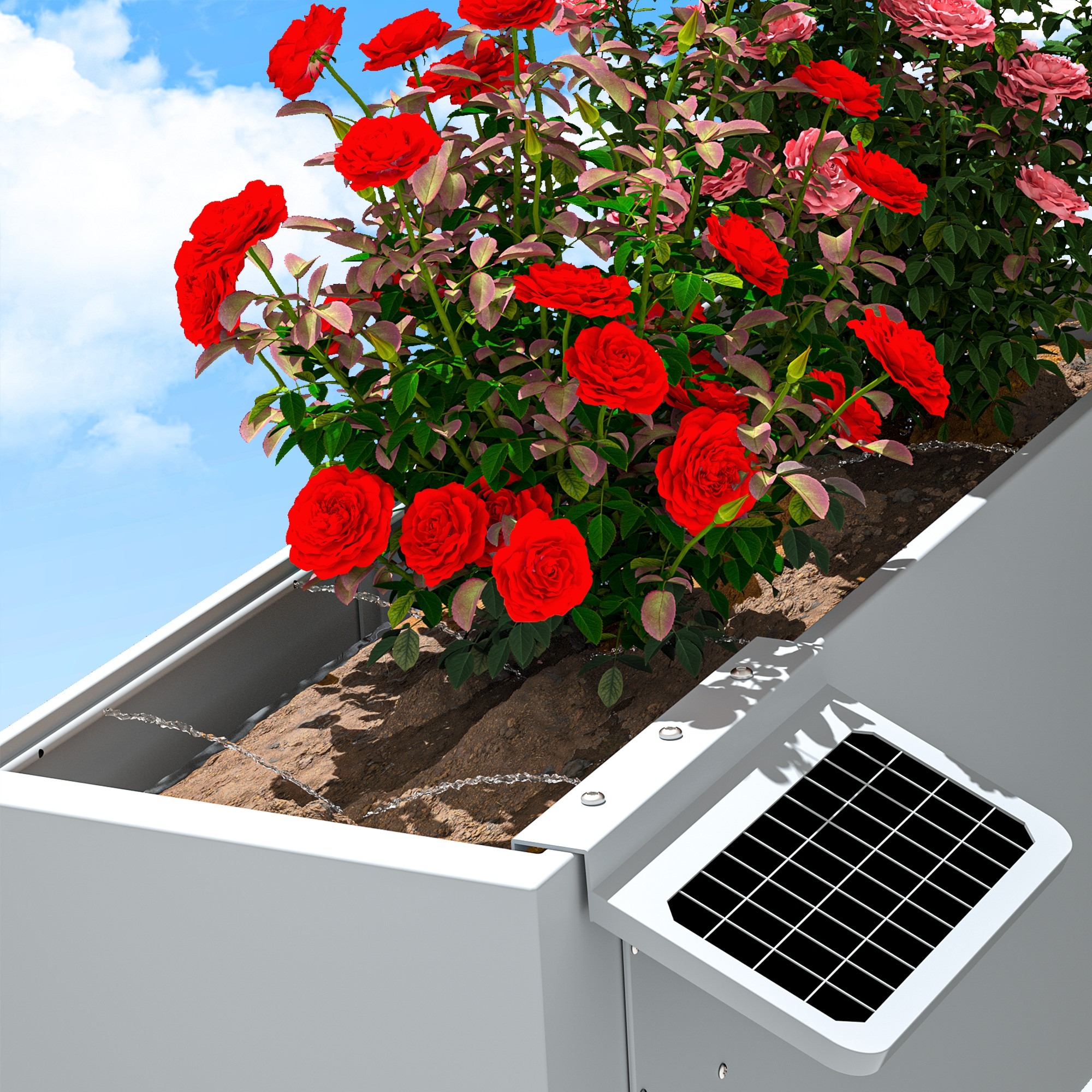 Roses thriving in a XiaoOu Box planter